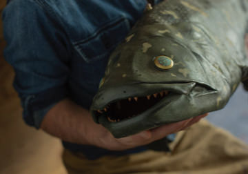 シーラカンス原寸大